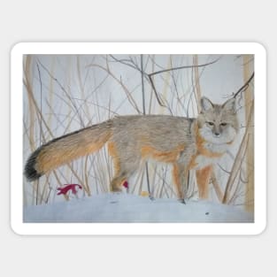 Grey fox Sticker